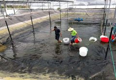 佳路通土工膜用于廣東水產養(yǎng)殖場項目
